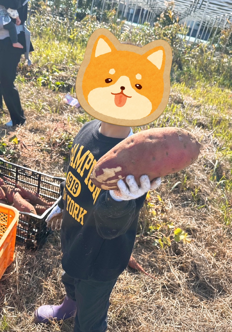 #紅葉 #銀杏 #焼き芋 #76歳 #ｱｲﾄﾞﾘﾝｸﾞ