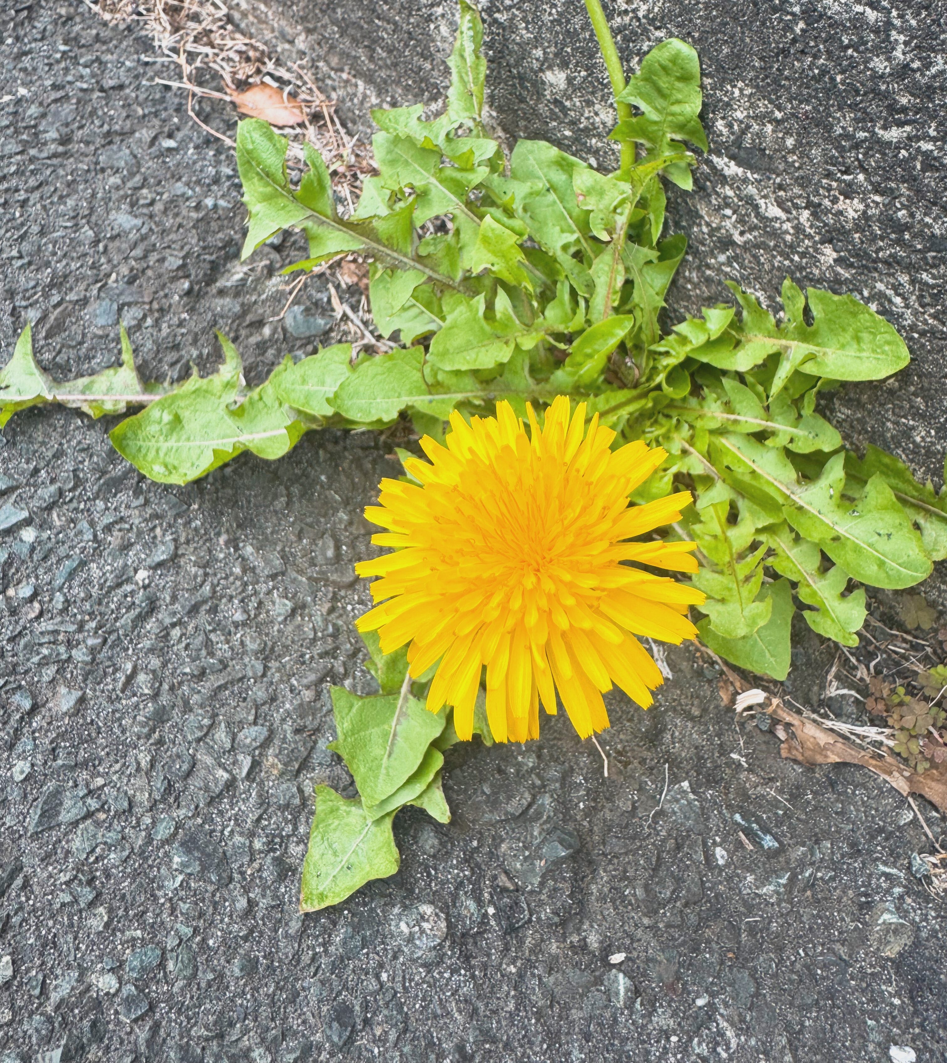 #ｻｯｶｰ #満開 #感謝 #あんこ #GOLD