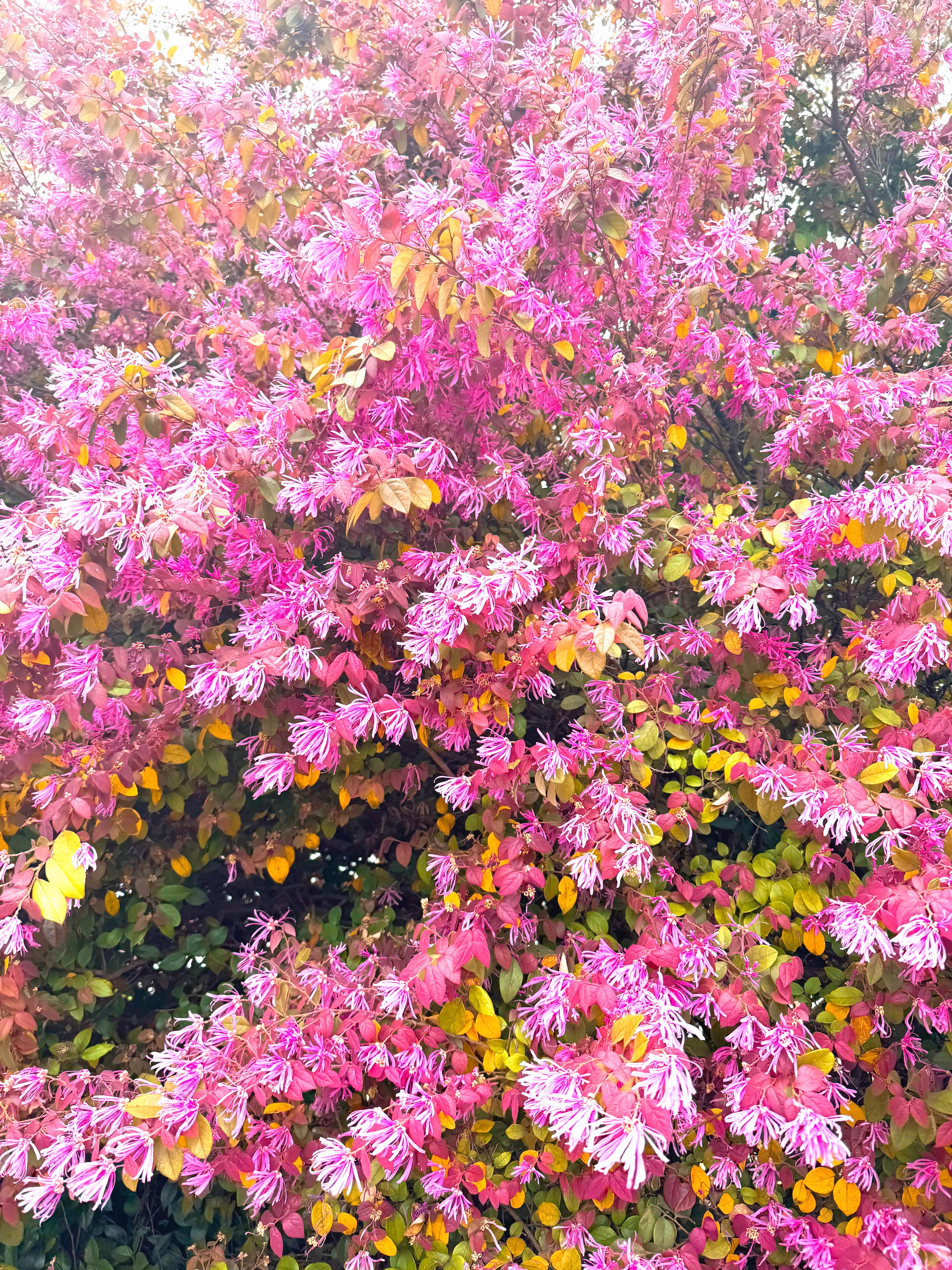 #薬草風呂 #50台 #神様がくれたお休み #萬金 #淡路島